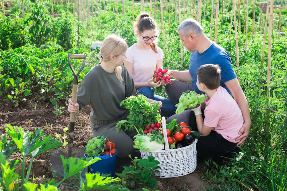 Urban homesteading today