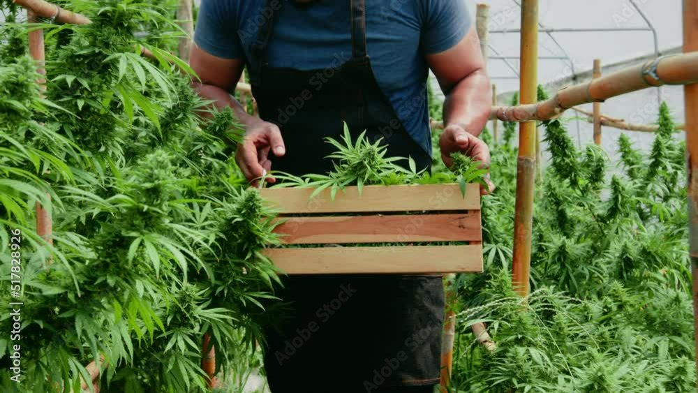 Exploring URB Cannabis Dispensary in Monroe