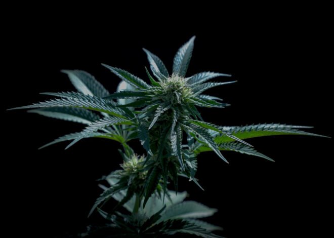 How Customer Education Is Improving the Cannabis Shopping Experience