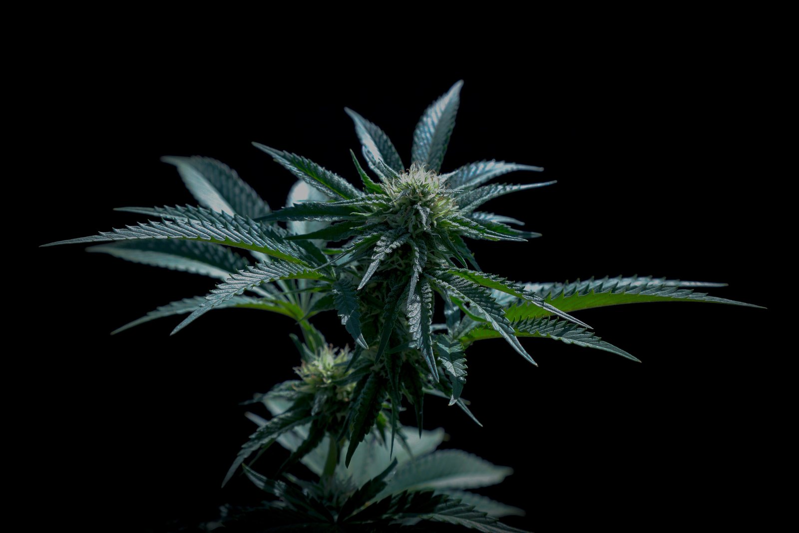 How Customer Education Is Improving the Cannabis Shopping Experience